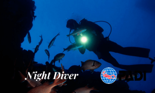 Night Diver
