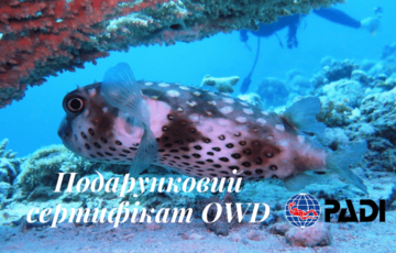 Подарунковий сертифікат Open Water Diver