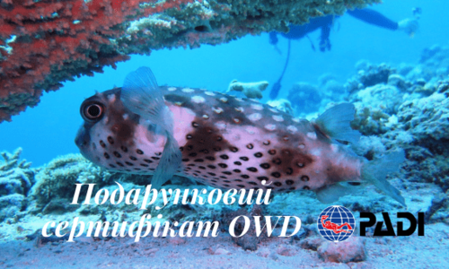 Подарунковий сертифікат Open Water Diver