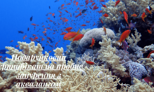 Подарунковий сертифікат Discover Scuba Diving