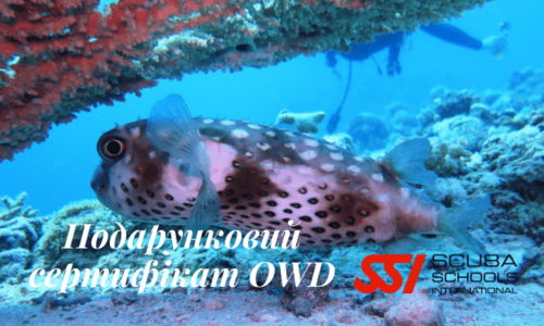 Подарунковий сертифікат Open Water Diver