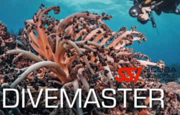 Divemaster SSI